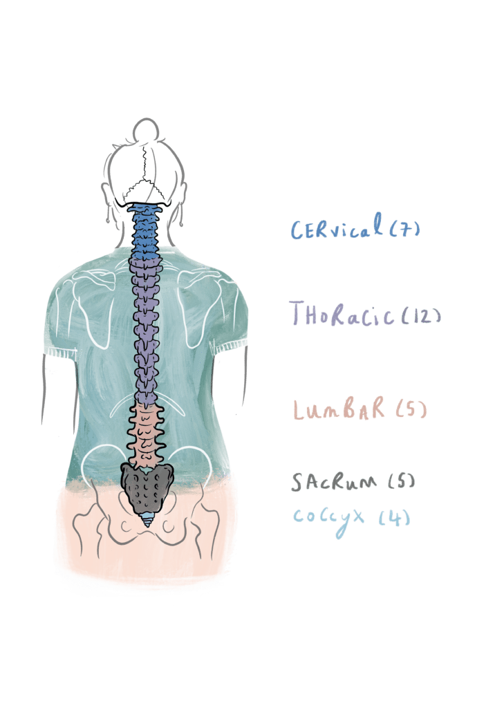 Basic Spine Anatomy