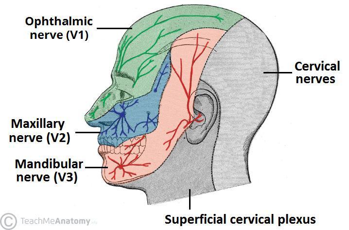 The Urinary Bladder - Structure - Function - Nerves - TeachMeAnatomy